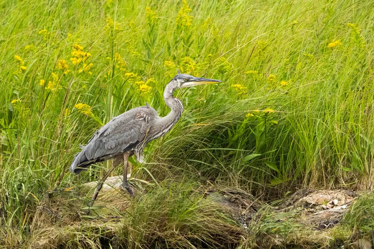 Great Blue Heron