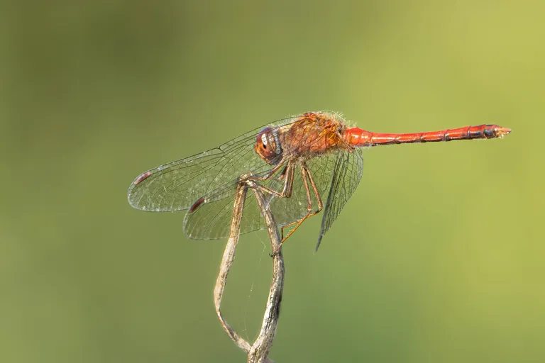 Autumn Meadowhawk