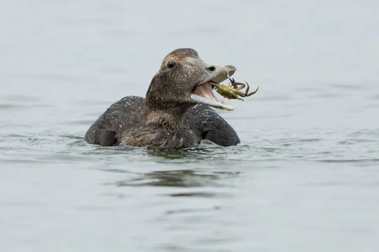 Common Eider, female