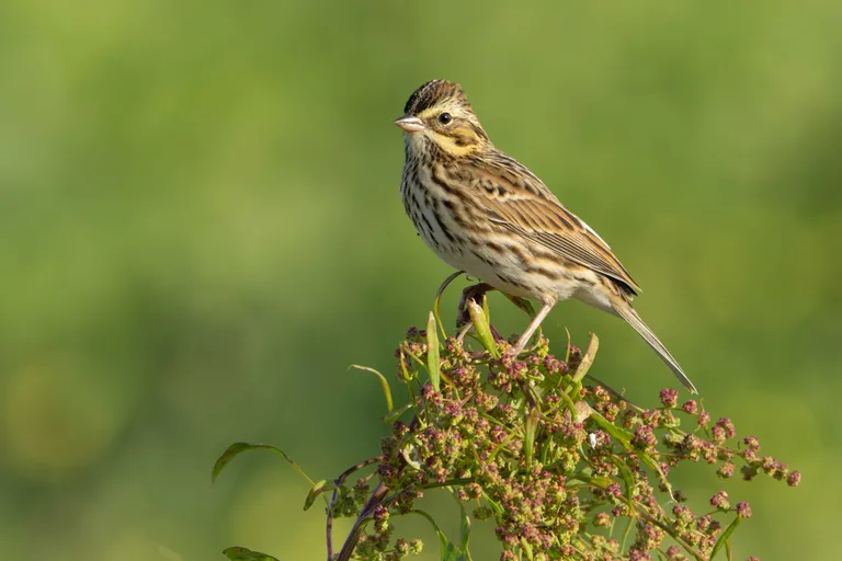 Savannah Sparrow