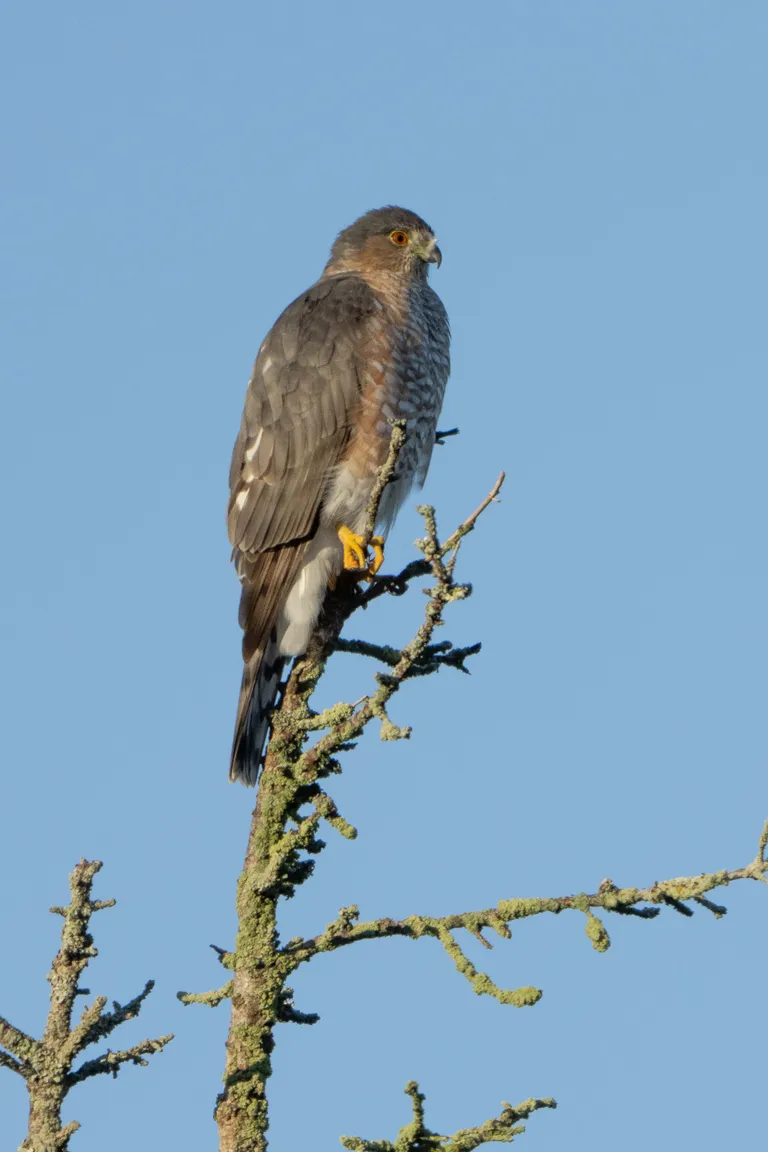 Cooper's Hawk