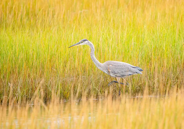 Great Blue Heron
