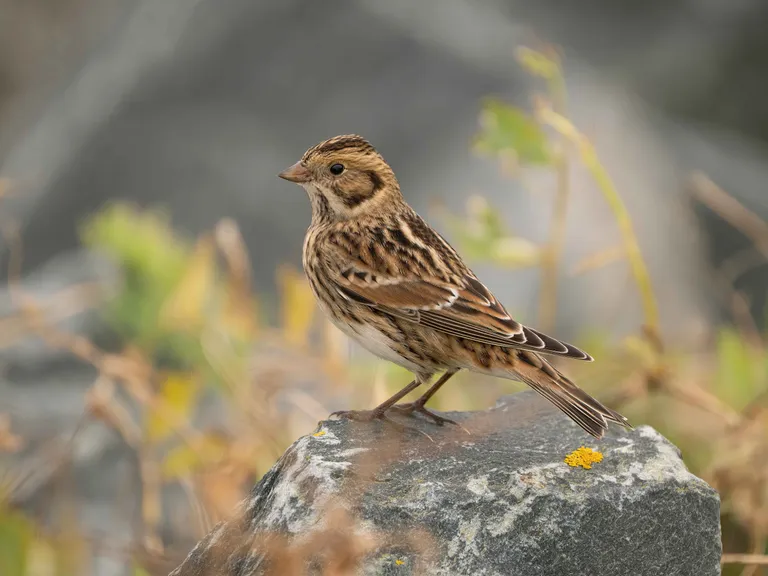 Lapland Longspur, immature