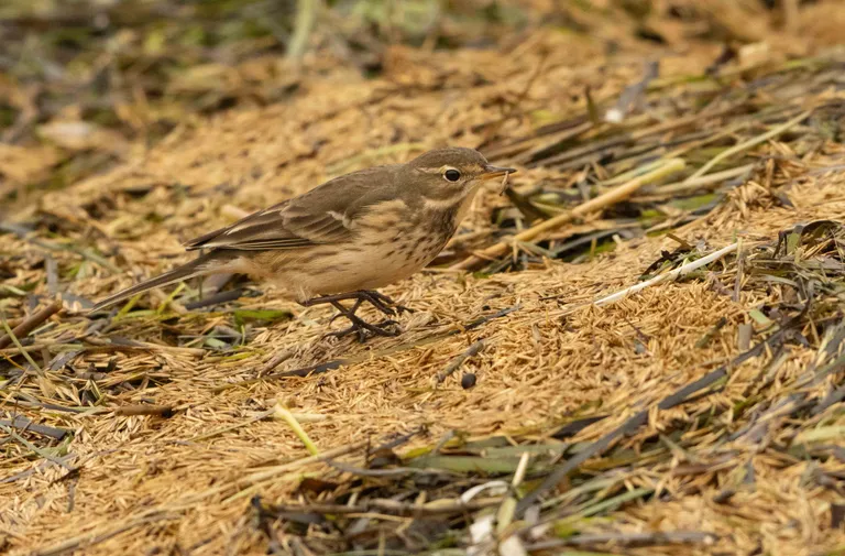 American Pipit