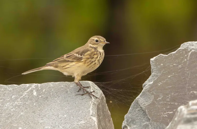 American Pipit