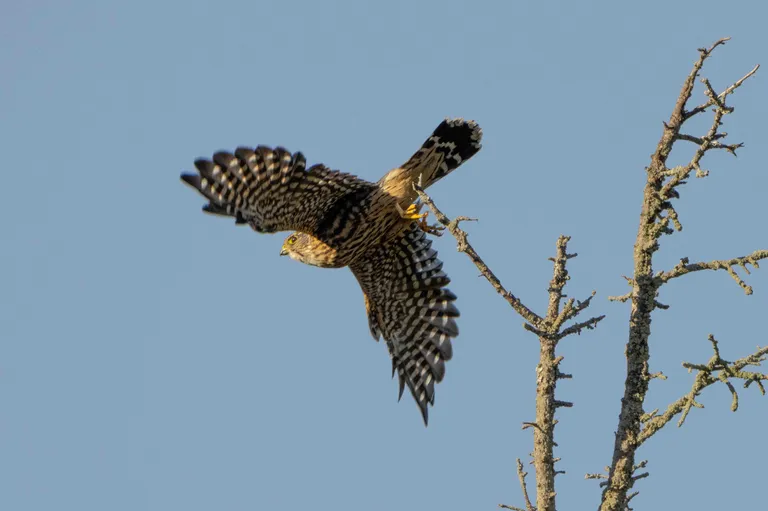 Merlin