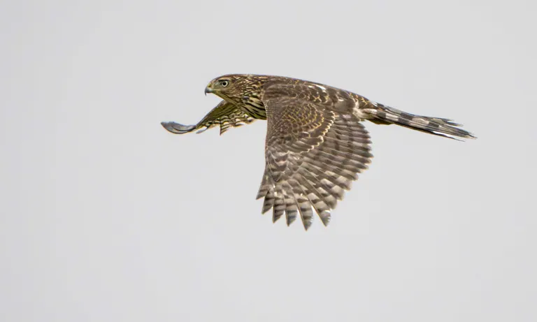 Cooper's hawk, immature