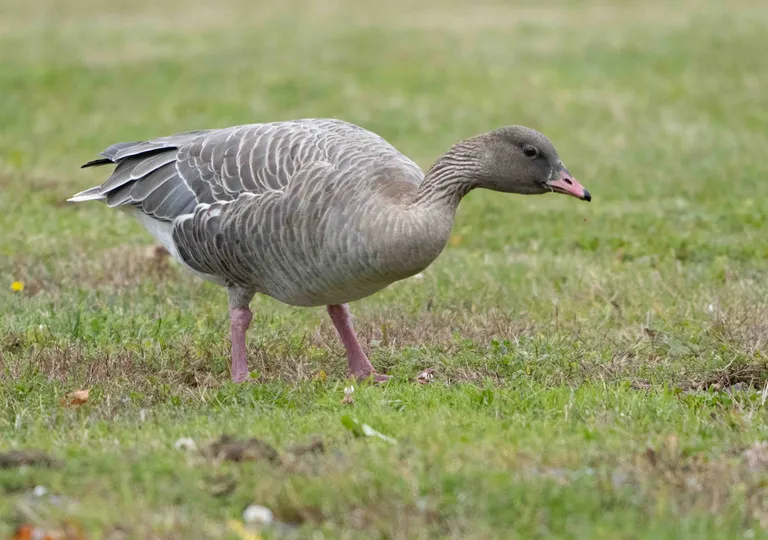 Pink-footed Goose