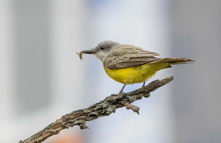 Tropical Kingbird