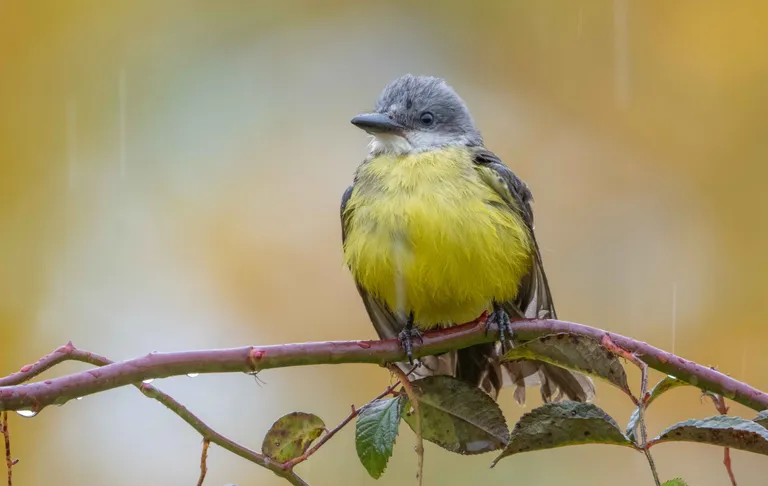 Tropical Kingbird