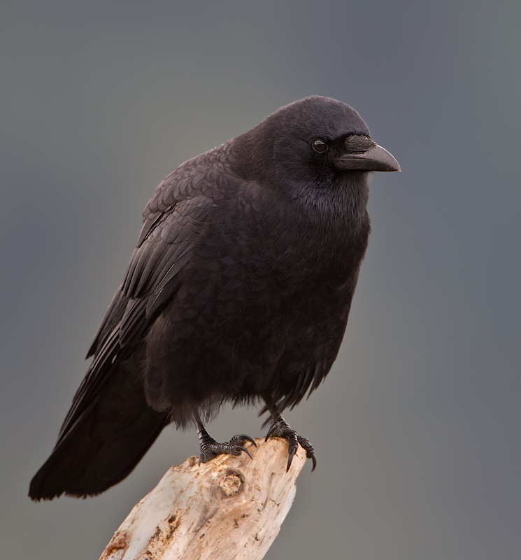 Northwestern Crow