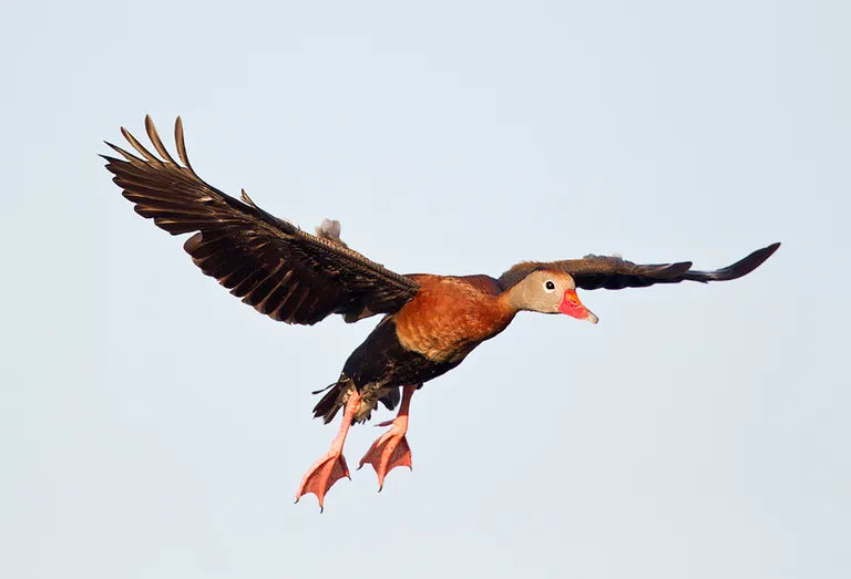 Black-bellied Whistling Duck