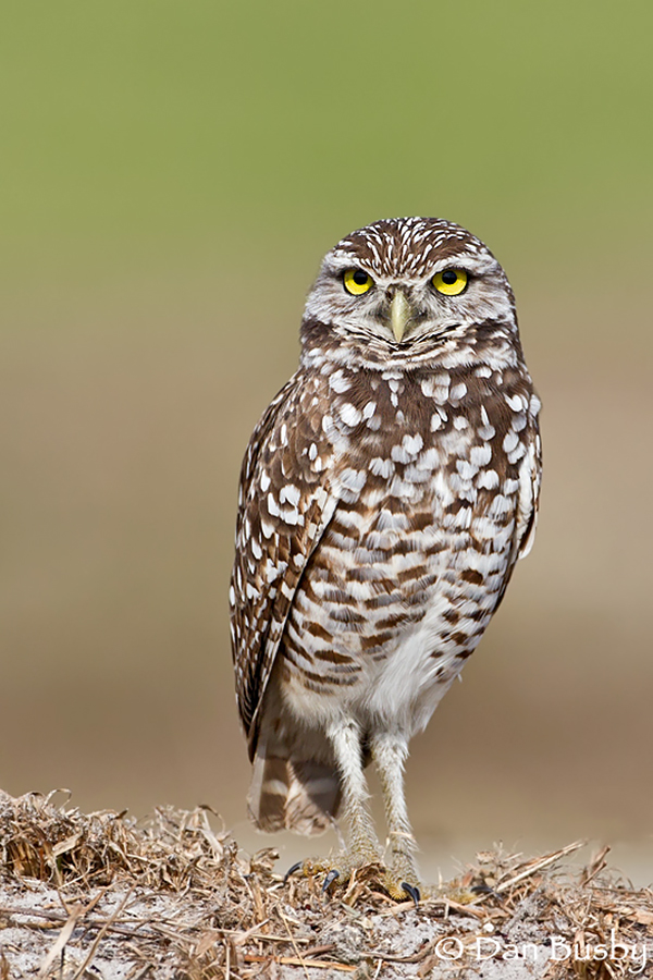 Burrowing Owl