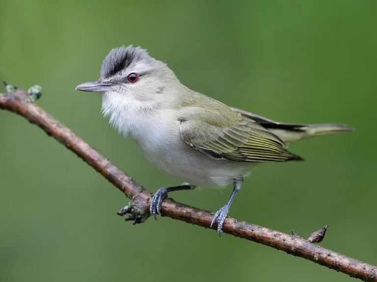 Red-eyed Vireo