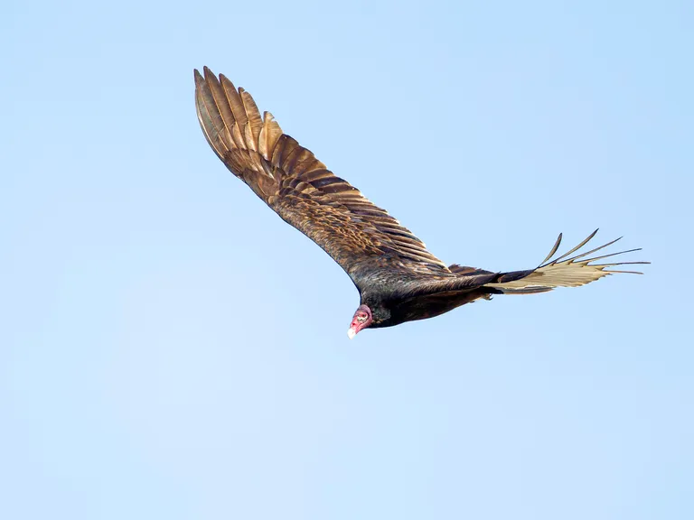 Turkey Vulture