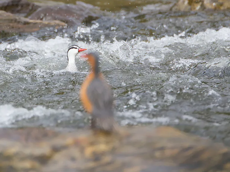 Torrent Duck