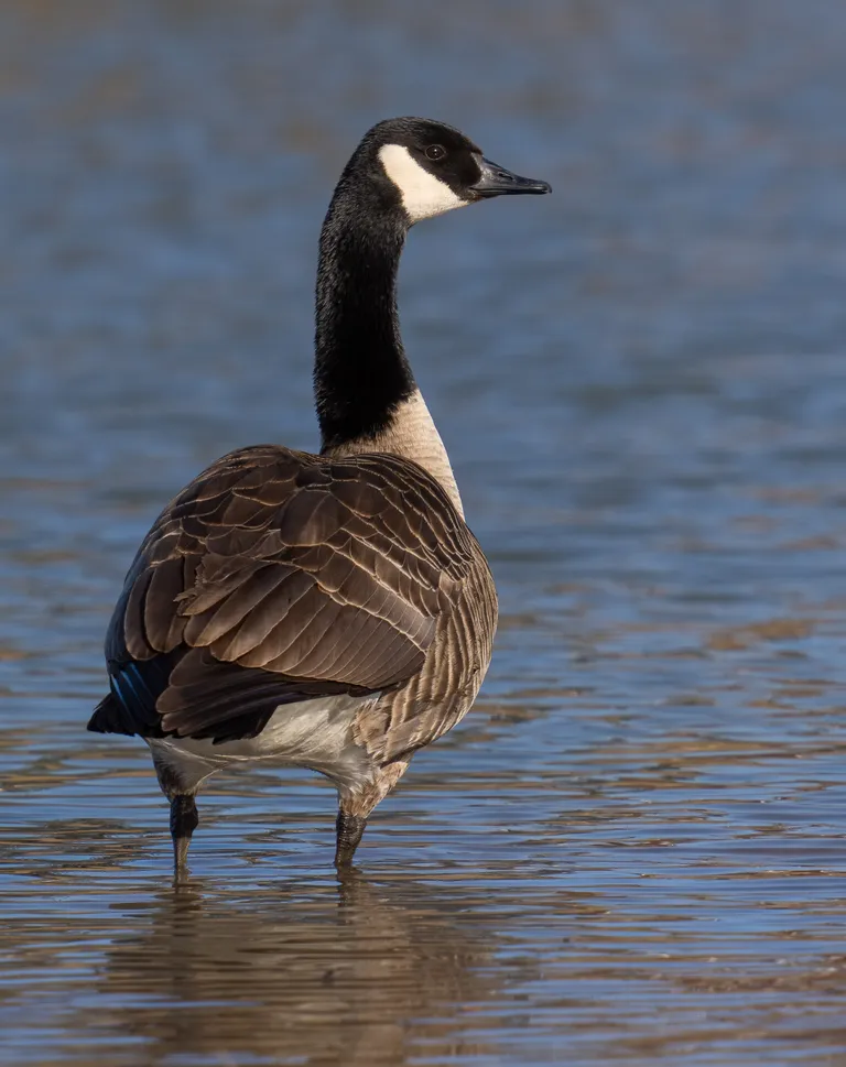 Canada Goose