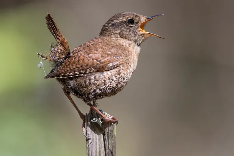 Winter Wren