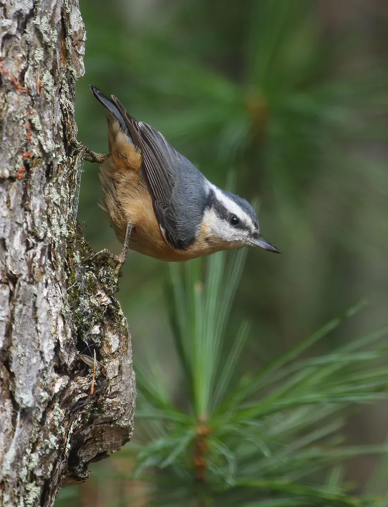 Red-breasted Nuthatch