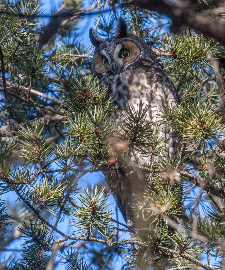 Long-eared Owl