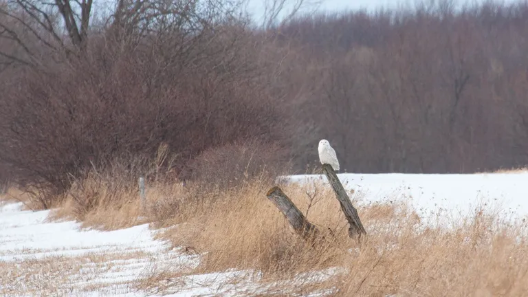Snowy Owl