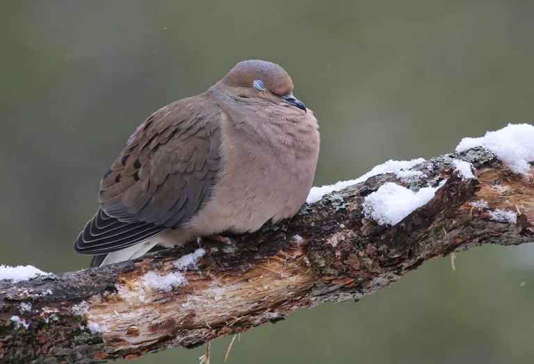 Mourning Dove
