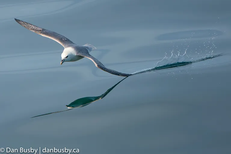 Northern Fulmar