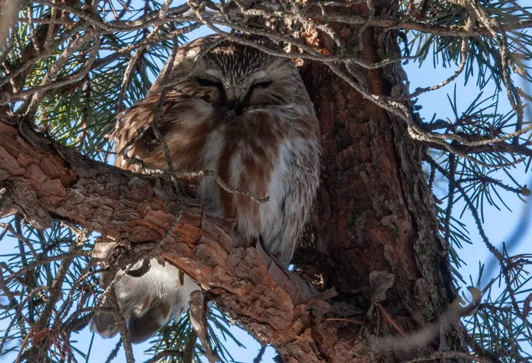 Northern Saw-whet Owl