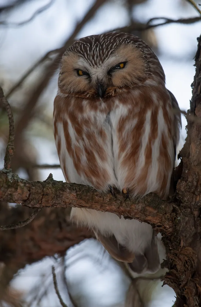 Northern Saw-whet Owl