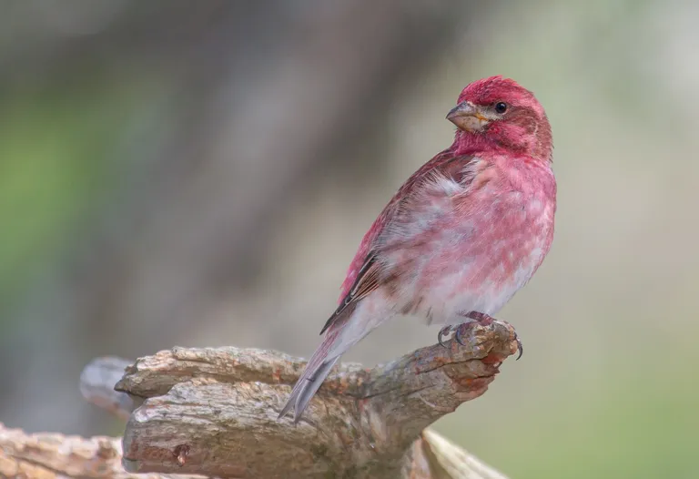 Purple Finch, male