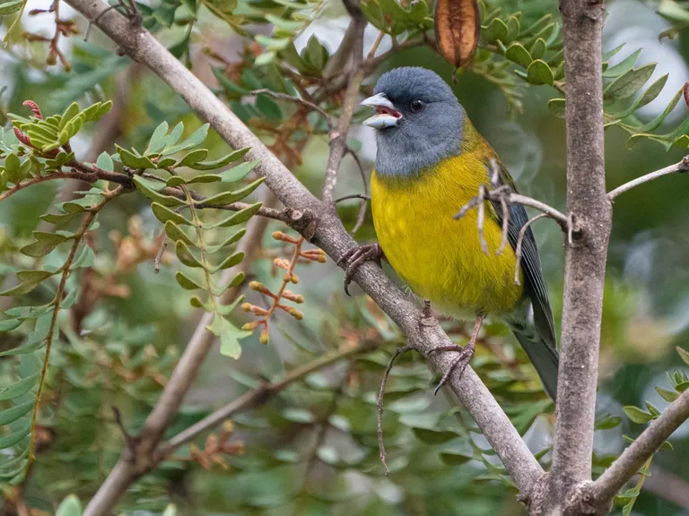 Patagonian Sierra-Finch, Puerto Eden, Chile