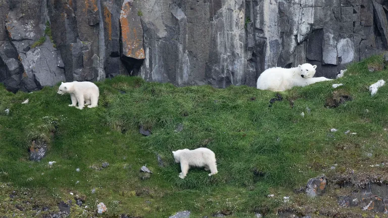 Polar Bear, female with two cubs