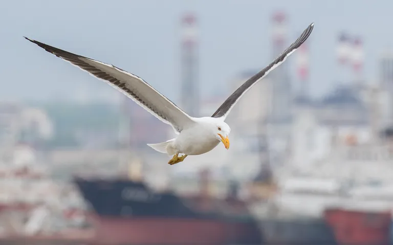 Kelp Gull